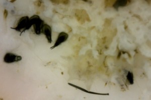 “Devil” creatures riding plastic. Are they killing coral reefs? #scichat #STEM #enviroed
