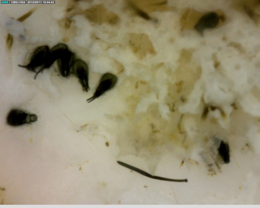 “Devil” creatures riding plastic. Are they killing coral reefs? #scichat #STEM #enviroed