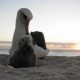Ocean ed resources help us help the ocean