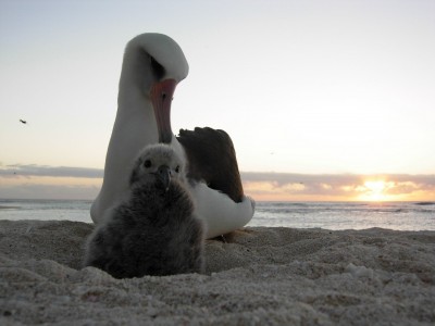 Albatross and chick