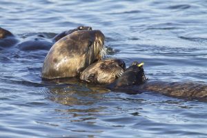Saving sea otters: Continued threats