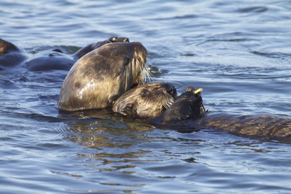 Saving sea otters: Continued threats