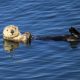 Saving sea otters:  One cool job