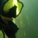Saving sea otters: Science tips for kids