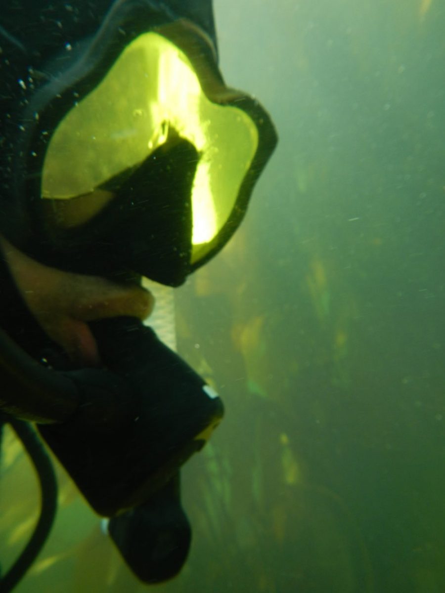 Saving sea otters: Science tips for kids