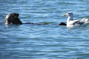 Saving sea otters: Star in a kids’ book