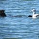 Saving sea otters: Star in a kids’ book