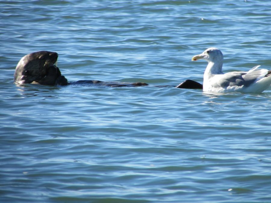 Saving sea otters: Star in a kids’ book