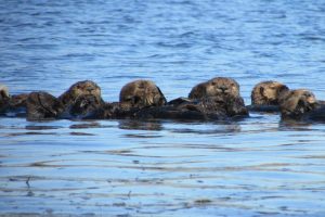 Saving sea otters: Sharing a trophic cascade