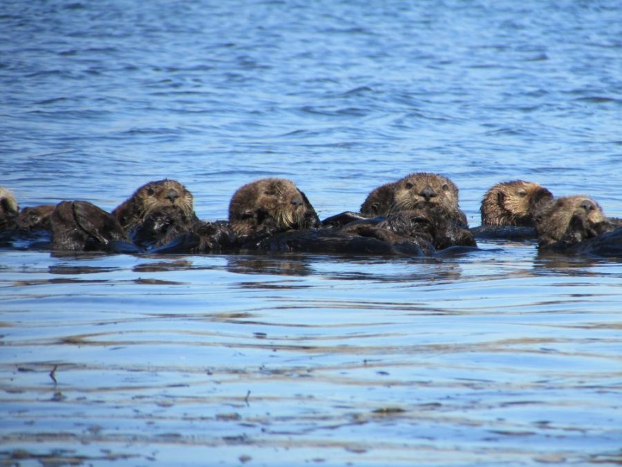 Saving sea otters: Sharing a trophic cascade