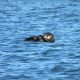 Saving sea otters:  Environmental heroes