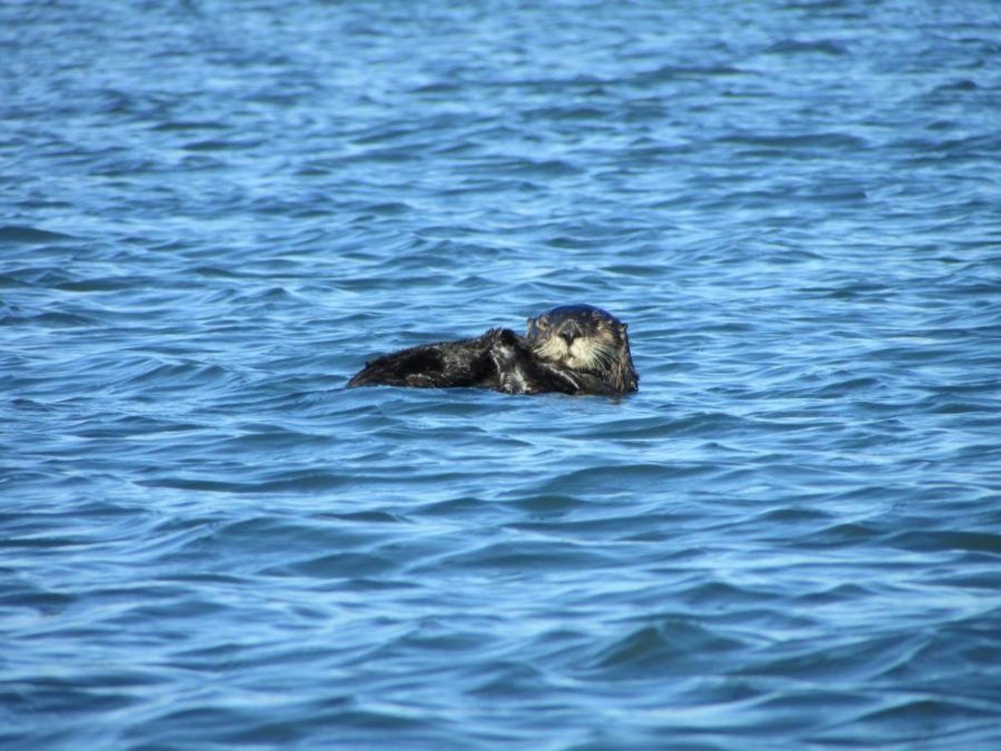 Saving sea otters:  Environmental heroes