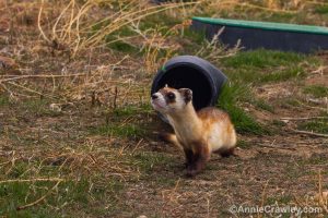 [Image] A BFF at ferret boot camp, training for its release into the wild.