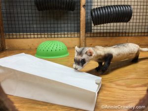 [Image] Jeff give his BFFs paper bags for enrichment. They love the crinkly sound!