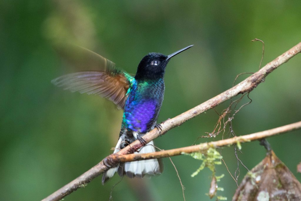 Velvet purple coronet