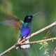 LitLinks:  Creating a Rainbow with BIRDS OF EVERY COLOR