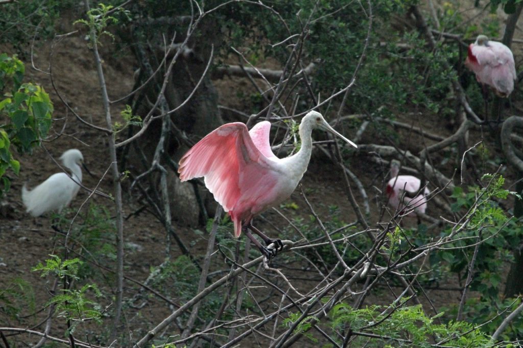 roseate spoonbill