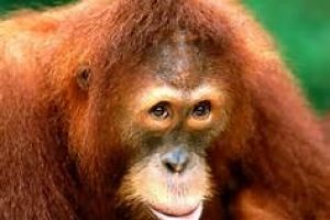 orang