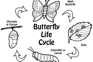 butterfly life cycle