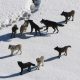 LitLinks: Raise Your Voice — We All Can Make a Difference!