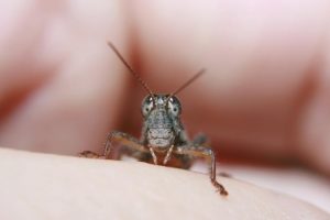 cricket