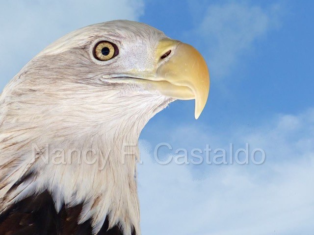 Bald eagle by Nancy Castaldo