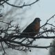LitLinks: How observations can inspire poetry