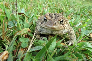 Frog photo