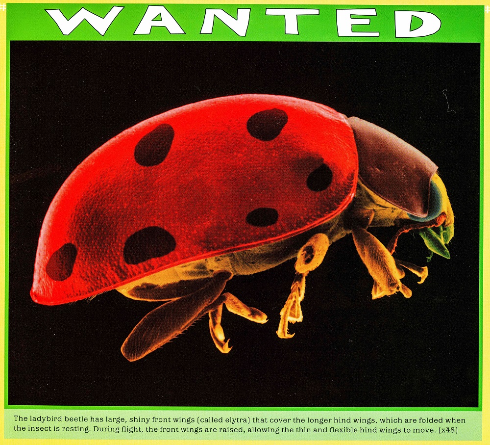 ladybird beetle (x48) lowres