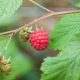 LitLinks: Let’s play farmer – where does our food come from?