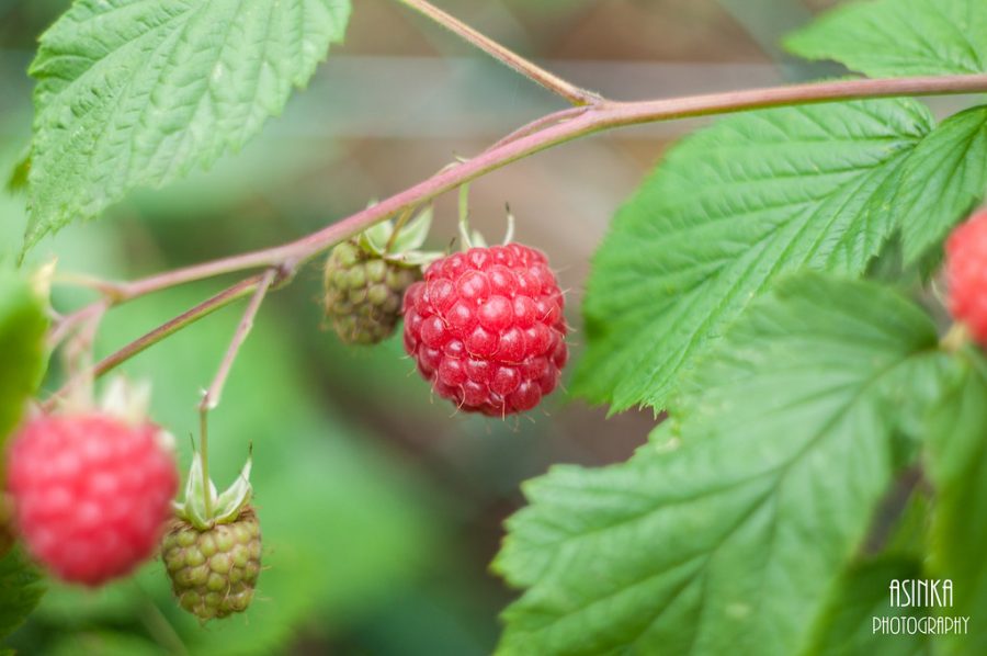 raspberries - food