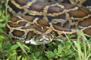 Python image