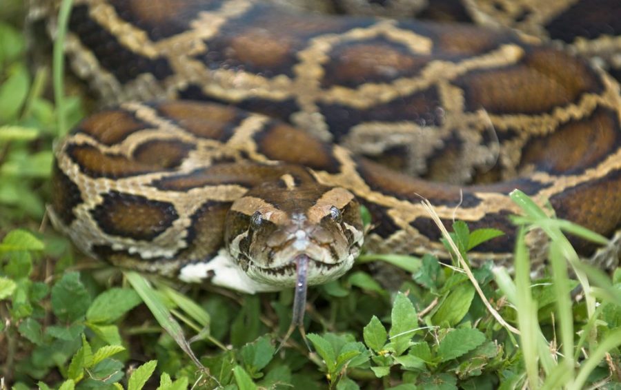 Python image