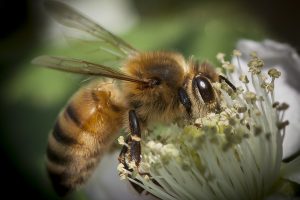 "July Honey Bee" by MattX27 is licensed under CC BY-SA 2.0