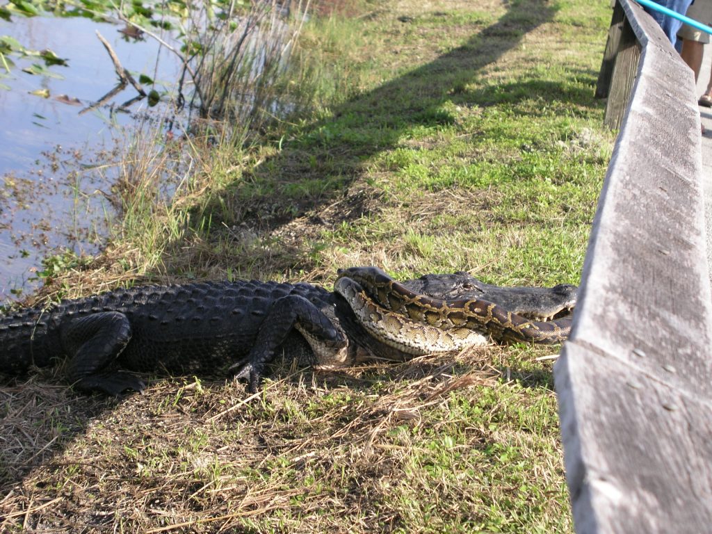 Gator v python images