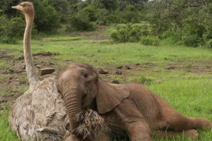 ostritch-elephant - wonder
