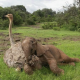 LitLinks: Developing wonder with the natural world