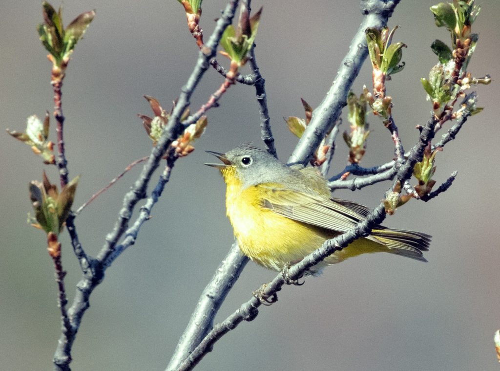 warbler -- birds