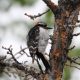 LitLinks: Learning from birds