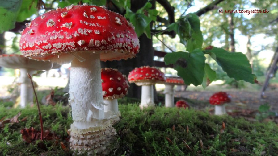 Fly agaric mushrooms, Netherlands