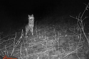 point of view - glowing coyote eyes