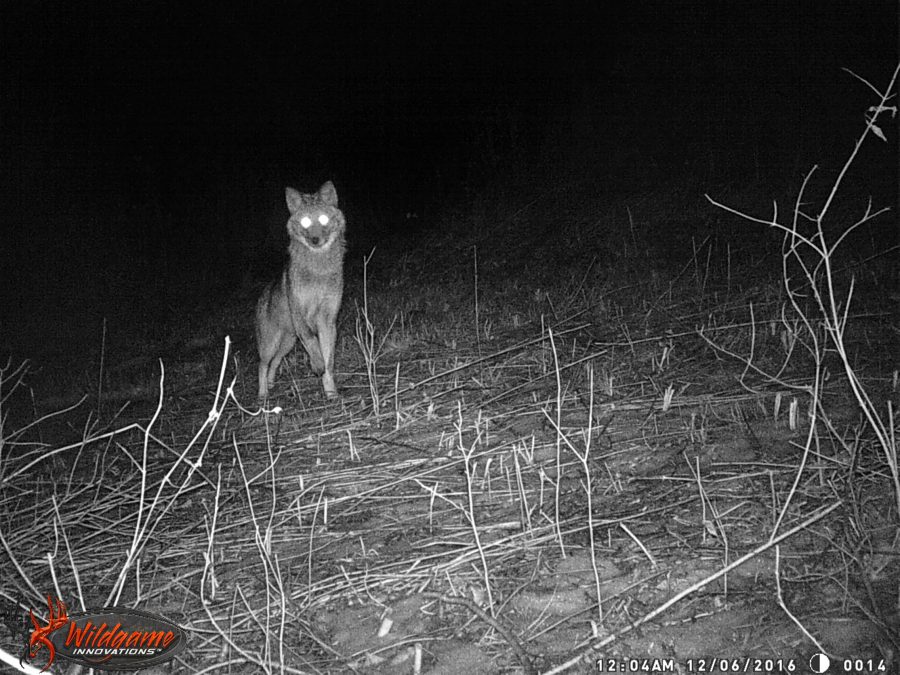 point of view - glowing coyote eyes