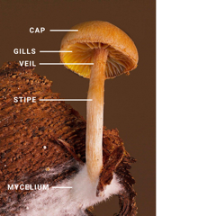 Anatomy of a mushroom