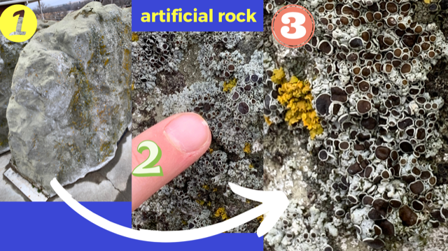Lichen on artificial rock