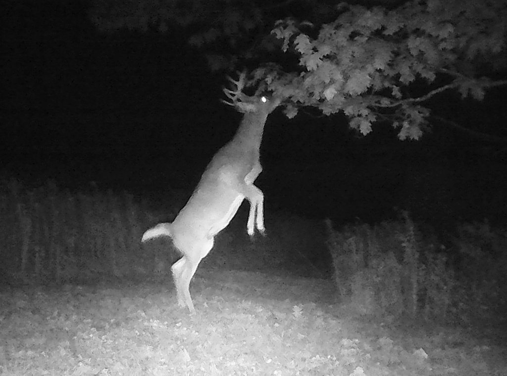 point of view - night deer