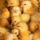 LitLinks: Kids see chicks hatch with their own eyes!