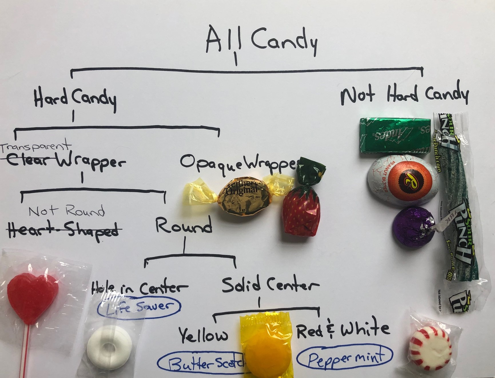 Dichotomous Key Examples For Kids