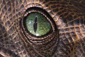 DInosaur eye