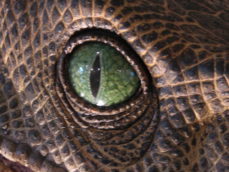 DInosaur eye