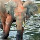 LitLinks: How animal adaptations connect to the accessories kids wear
